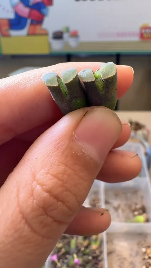 肉锥生石花10.15-54幻紫