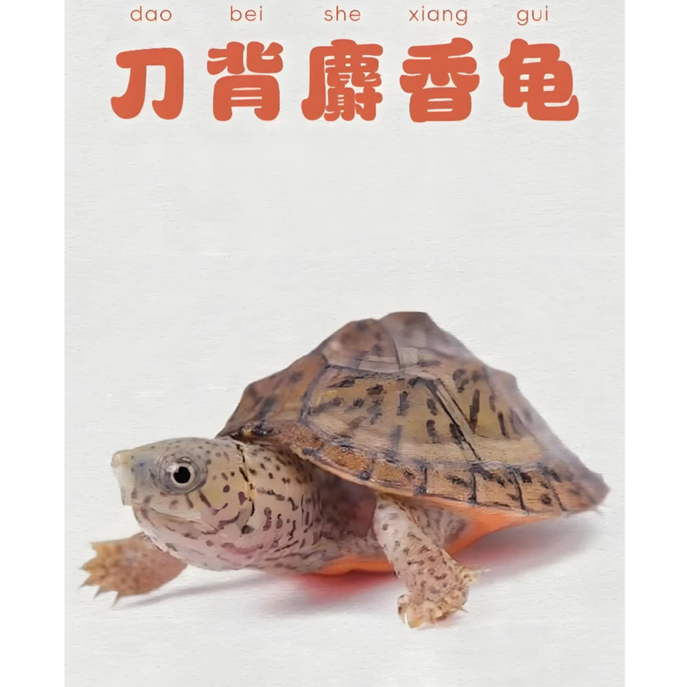 直播挑选墨西哥蛋龟头盔蛋龟麝香蛋龟宠物龟龟萨尔文蛋龟