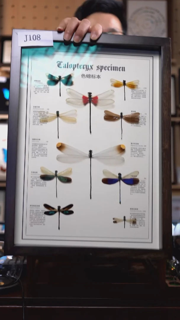10色蟌标本摆件挂画