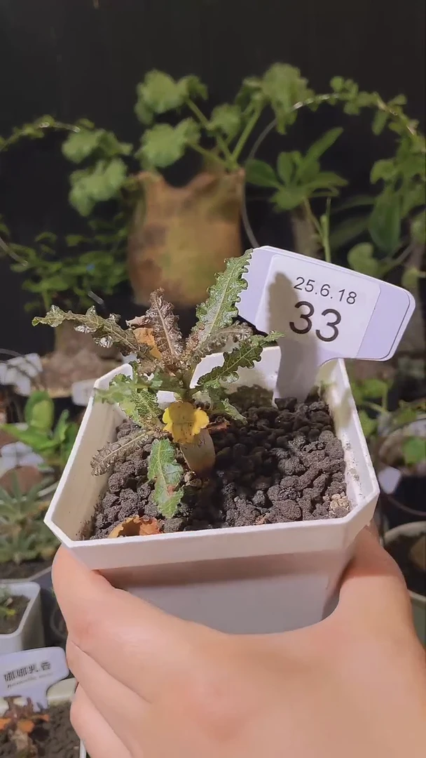 风***?33号618实生娜娜乳香带盆凑单