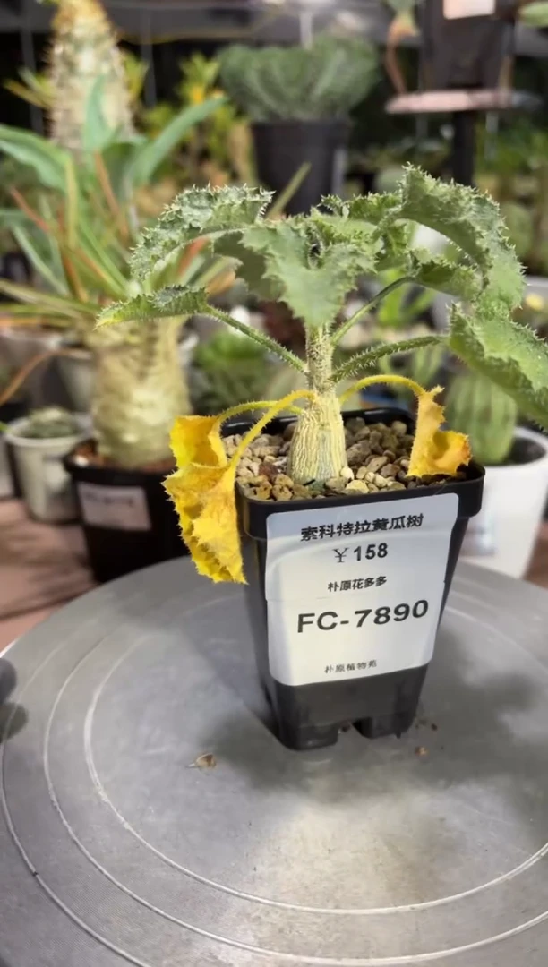 索科特拉黄瓜树FC-7890