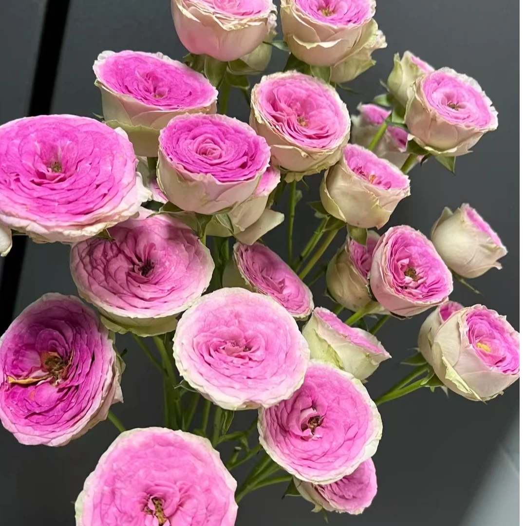 【藩篱匠人/查克仙子多头】玫瑰高雅大气 办公家用鲜切花~