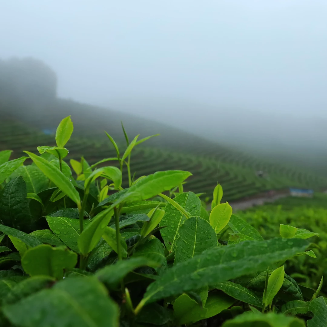 【昌泰普洱卫荣仓】2022年 薄荷塘   357g 生茶