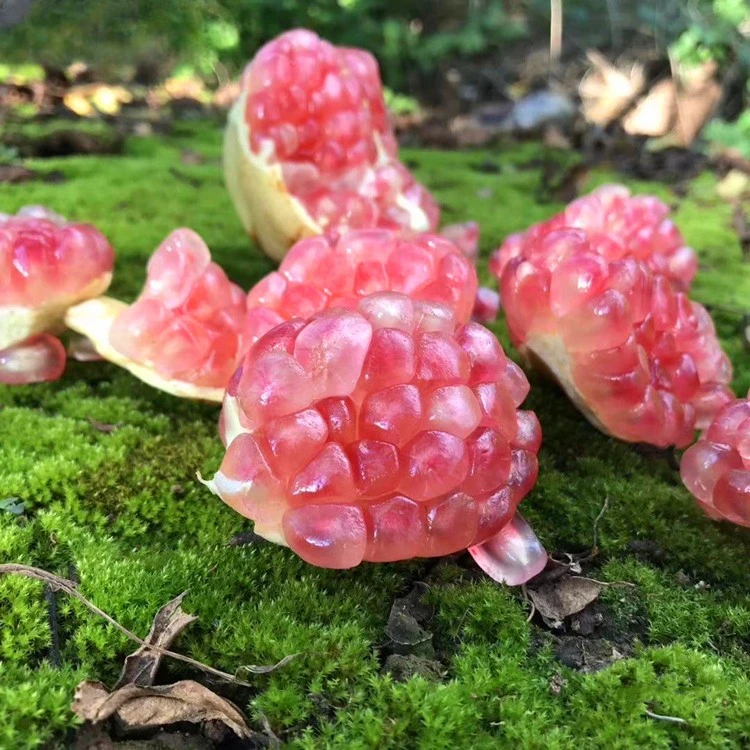 云南蒙自水晶石榴苗软籽石榴树苗南北方庭院地栽盆栽种植当年结果