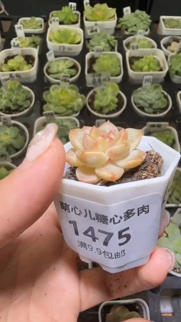1475 美人多肉植物