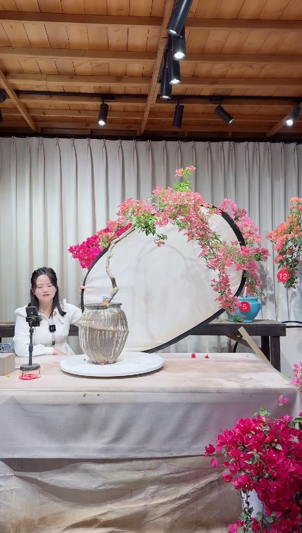 卡亚塔三角梅