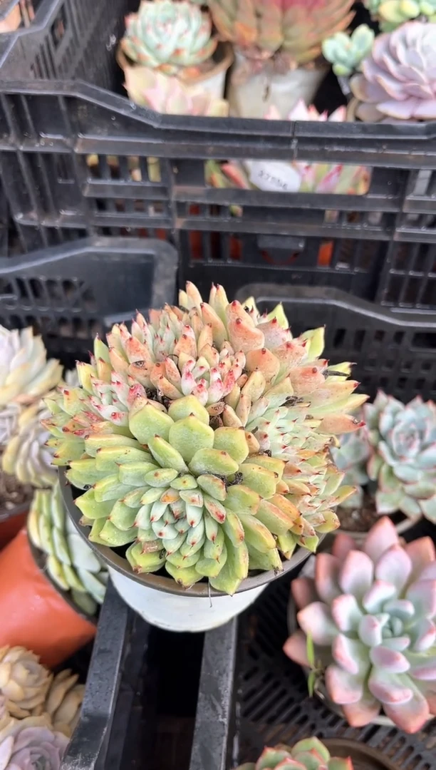 小*喵多肉植物一物一拍28111
