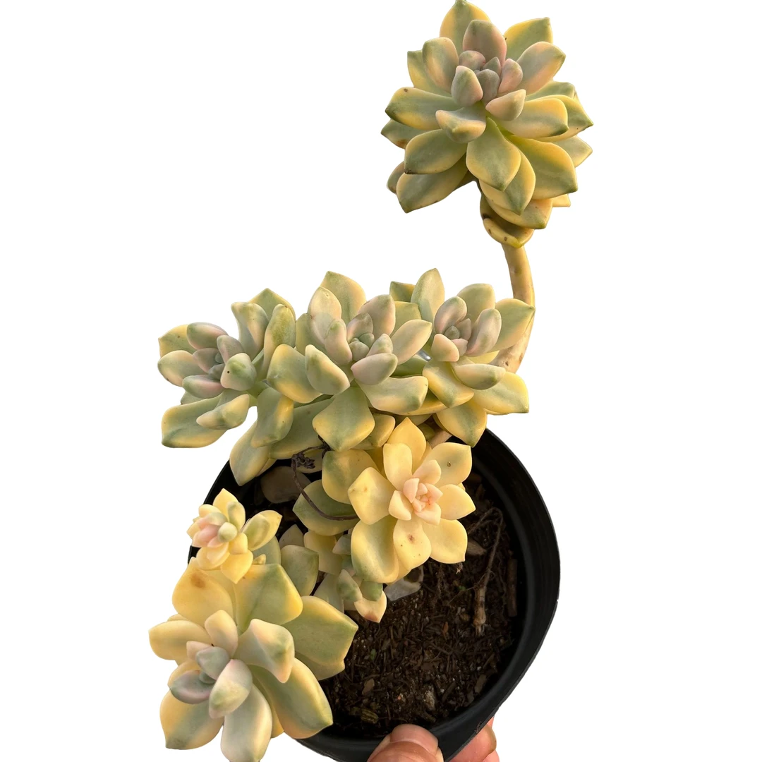 美杏锦2盆脱土 多肉植物室内绿植净化空气