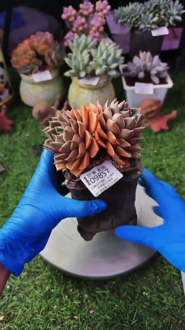 昆明印象多肉09857