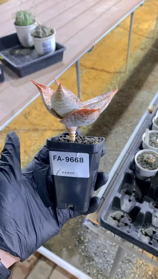 【闪购商品】伊玛洛特脱土FA-9668