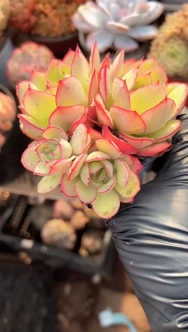 小*多肉植物一物一拍16229