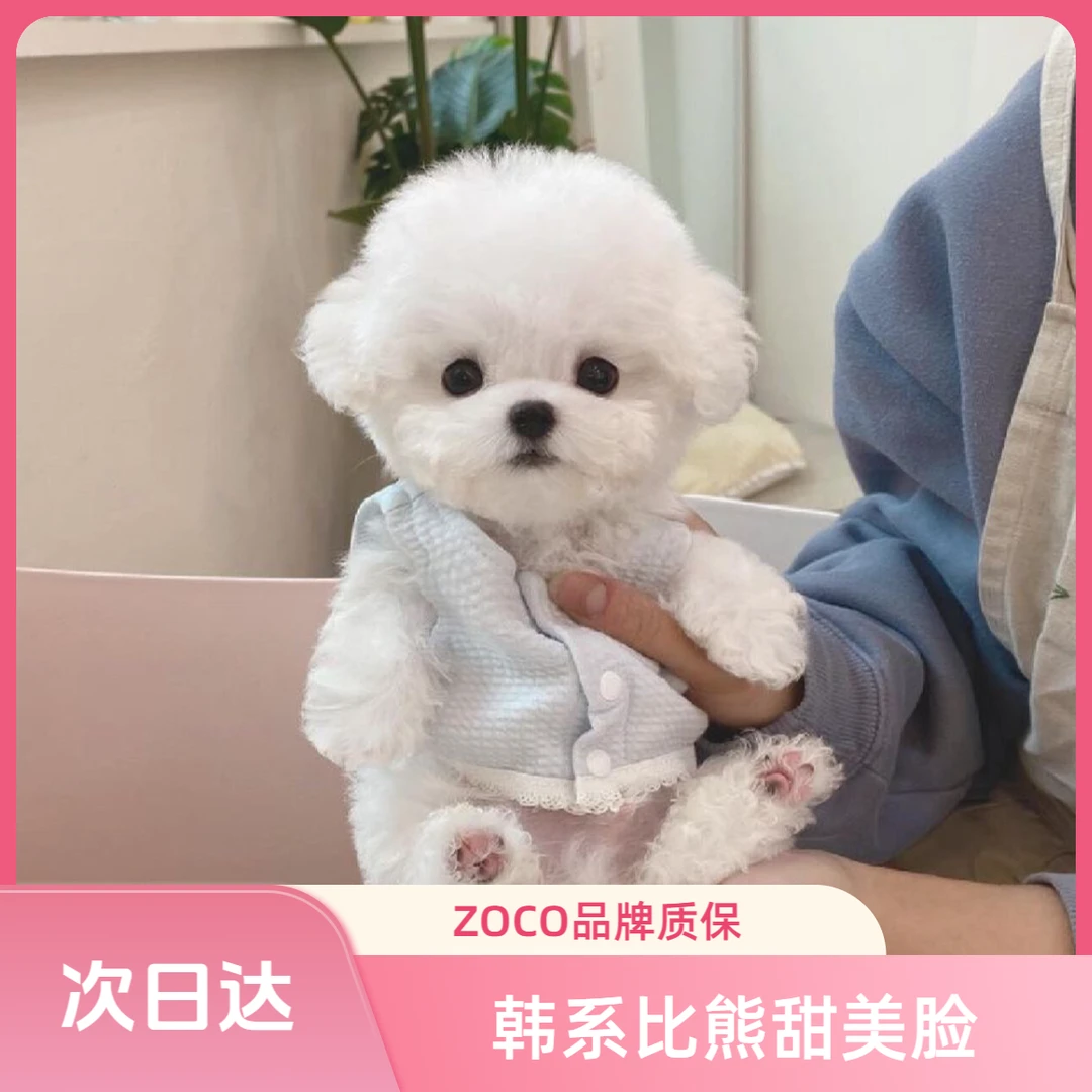 奈斯韩系比熊宠物幼犬甜美脸爆毛短腿