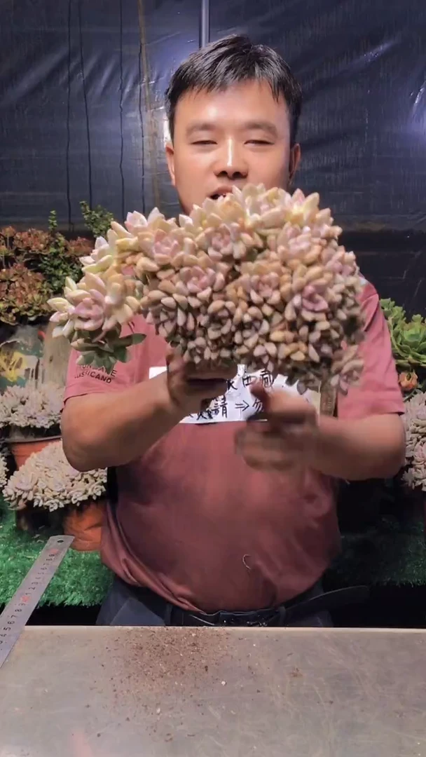 156淡雪缀化一物一拍