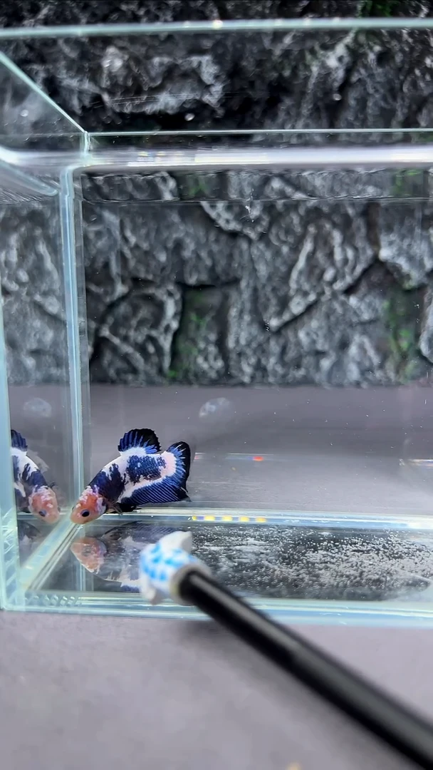 斗鱼竞拍链接A130