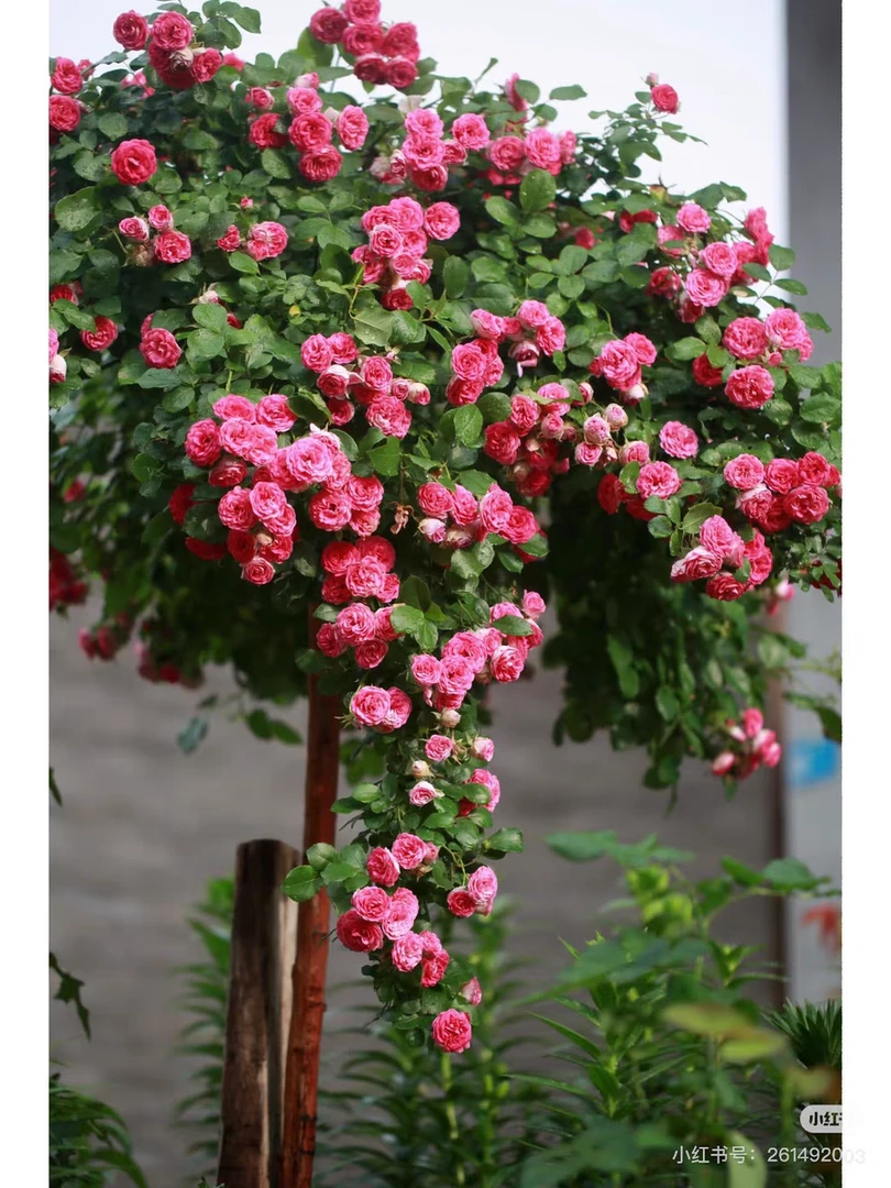 胭脂口藤本月季玫瑰大苗 新疆包邮