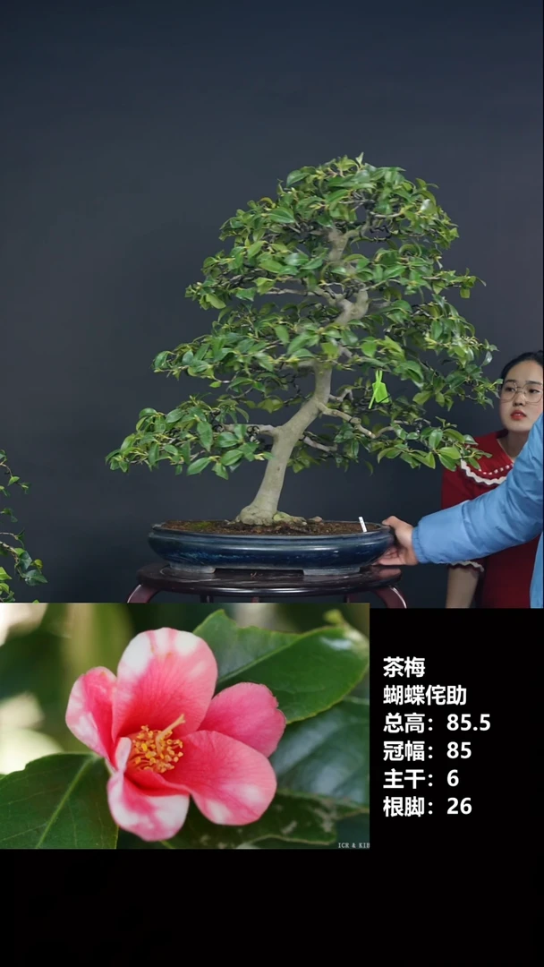 无花朵蝴蝶侘助-茶梅