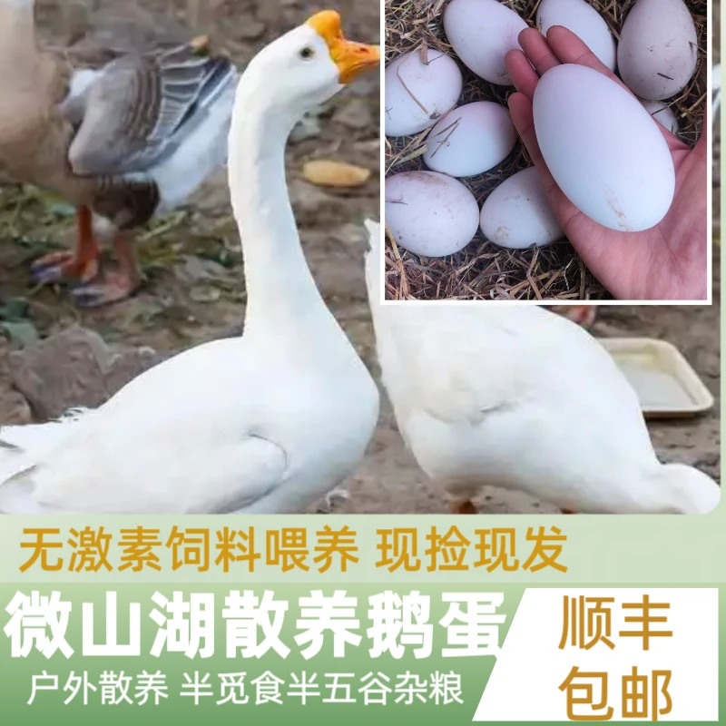 微山湖农家散养新鲜土鹅蛋孕妇宝宝营养健康初生土鹅蛋