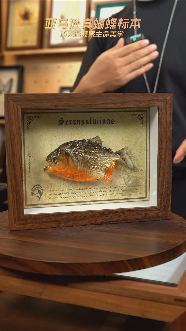 亚马逊小鱼干标本