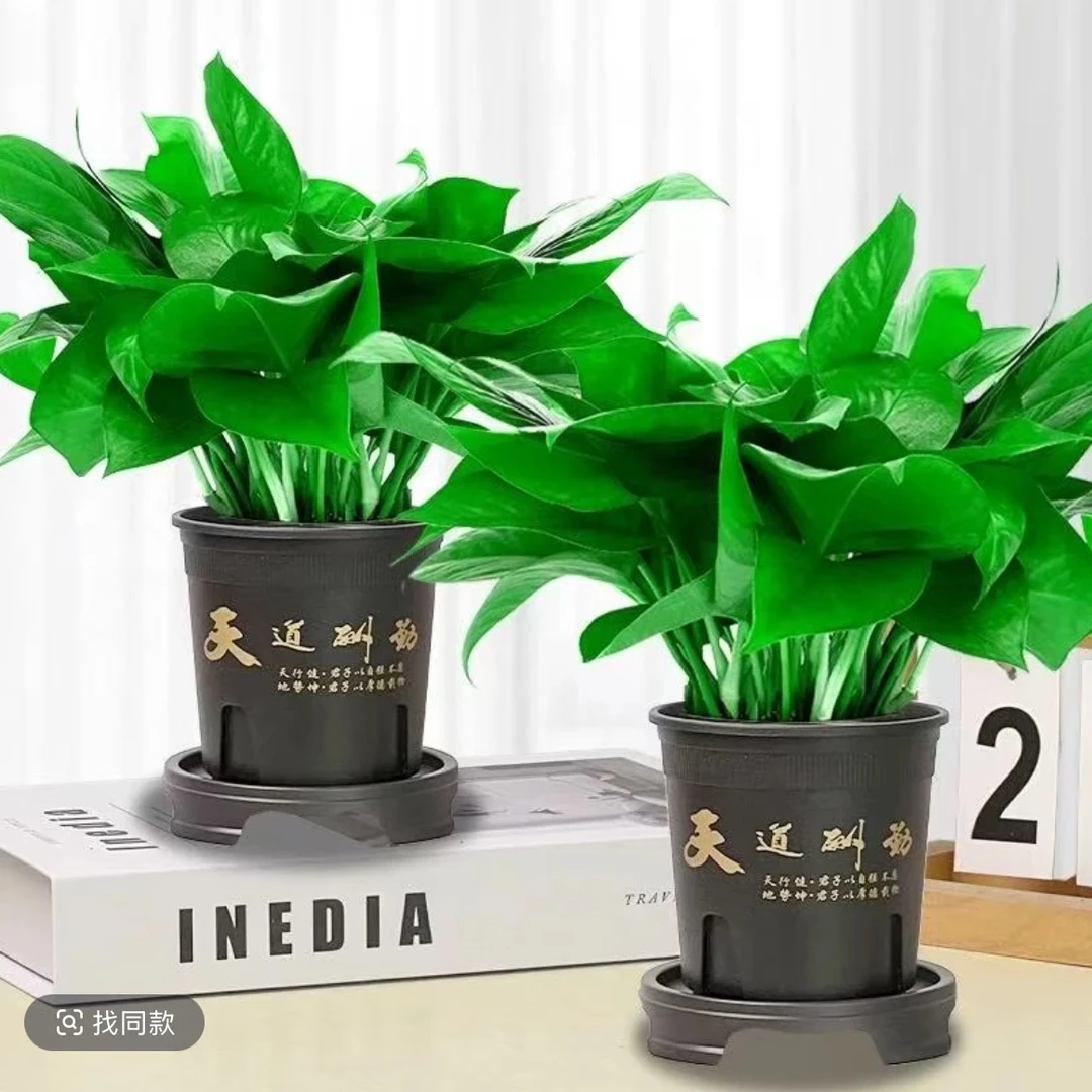 【拍一发二】110型号绿萝植物盆栽室内绿植懒人除甲醛净化空气