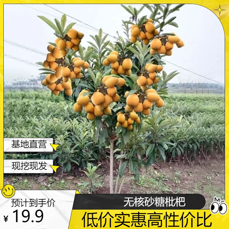 无核砂糖枇杷树苗特大五星果树苗嫁接枇杷树苗当年结果南北方种植