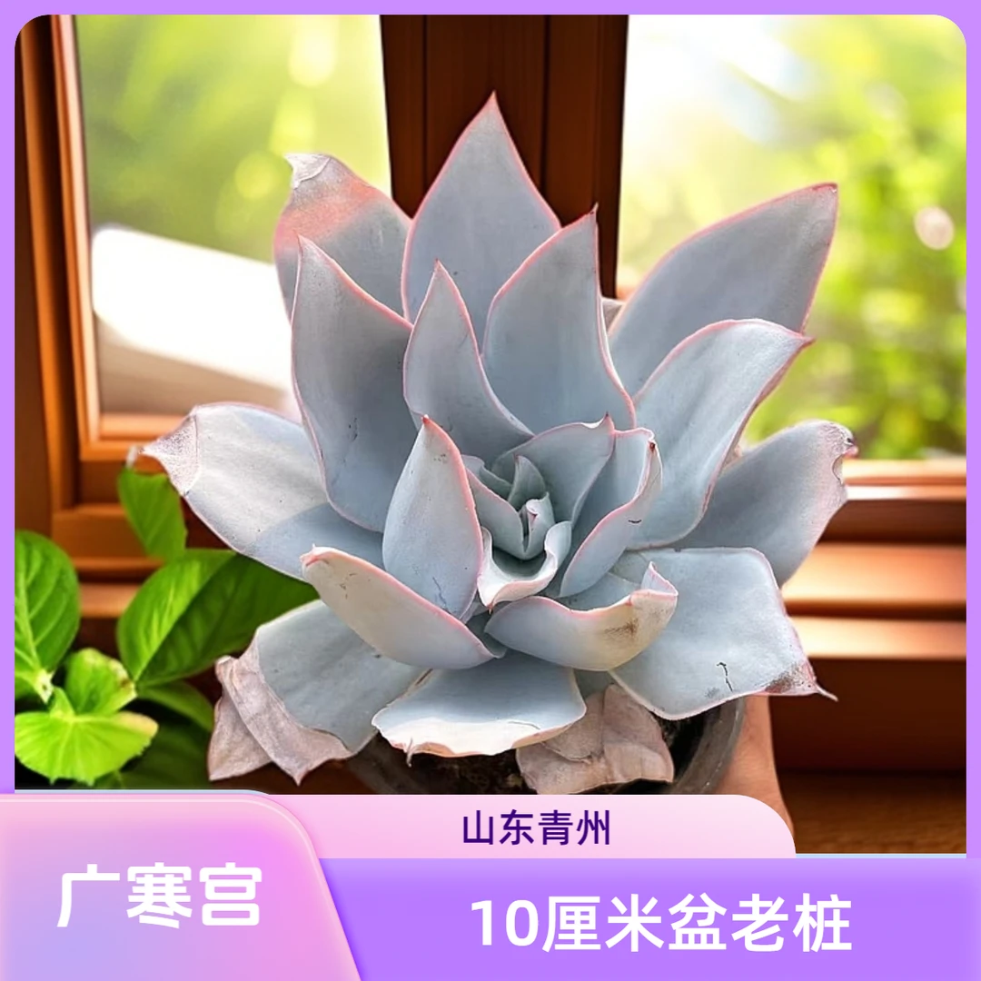 广寒宫12厘米盆老桩多肉