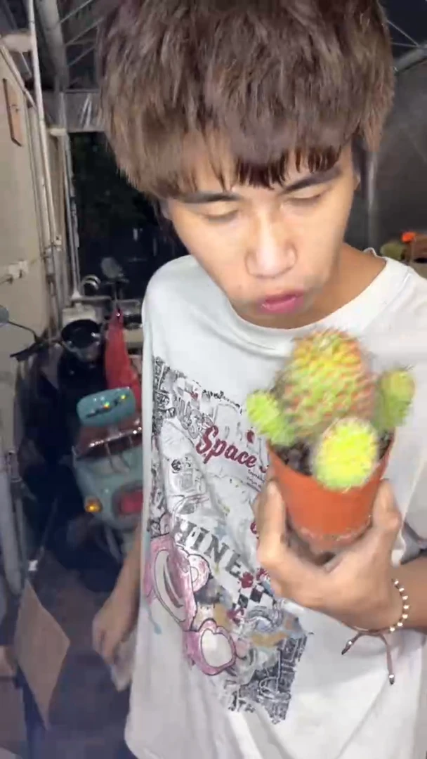 多头 红娜丸【带根】