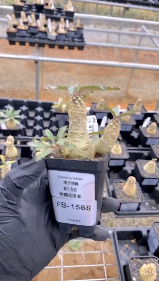 【闪购商品】椰子琉桑FB-1568