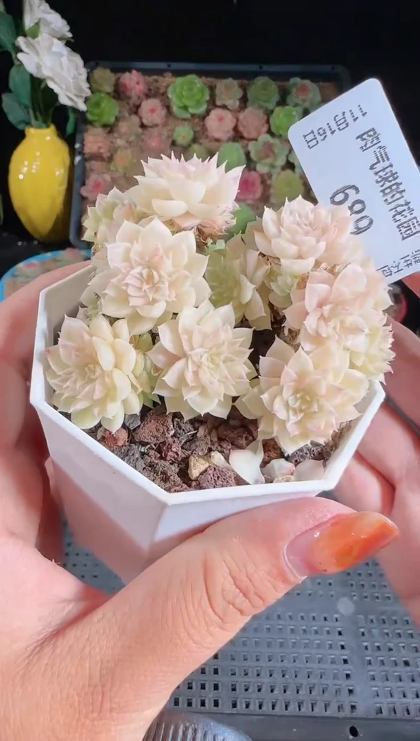 1116-689群生不包整