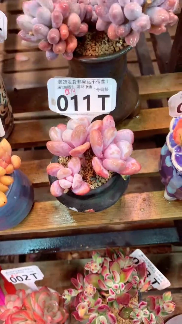 011T（一物一拍，精品多肉，w所见即所得 ）