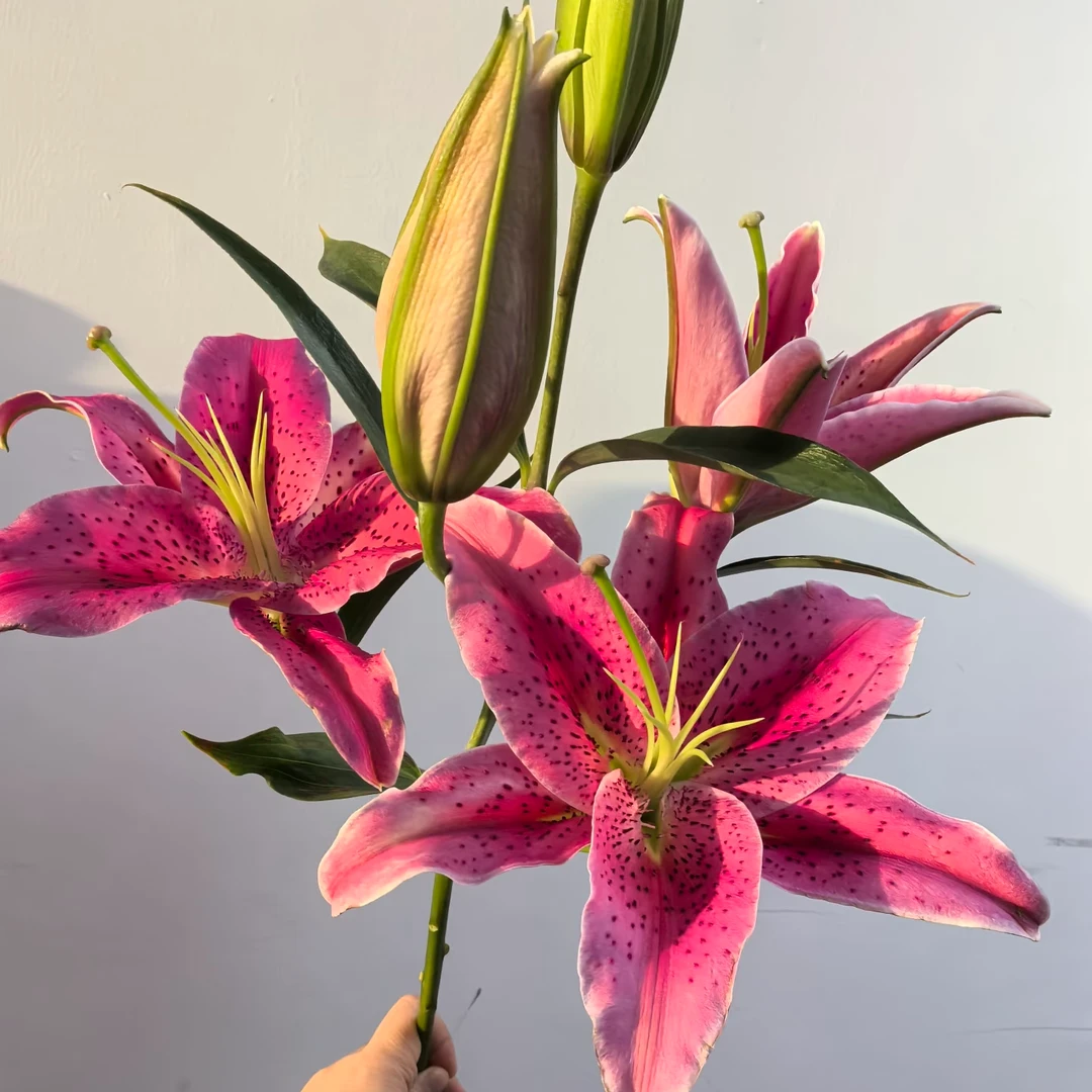 草莓沐恩百合 粉红色百合 一头4支4朵批发花店摆地摊直发一手货源