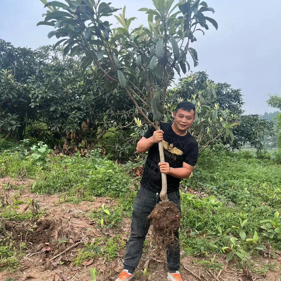 正宗四川龙泉大五星枇杷嫁接育苗基地直发土球发货枇杷果树苗