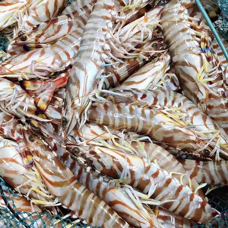 深海野生 竹节虾九节虾 2斤 刺身级别