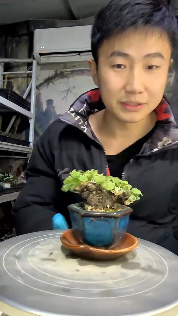 a****o中青园艺一物一拍花66