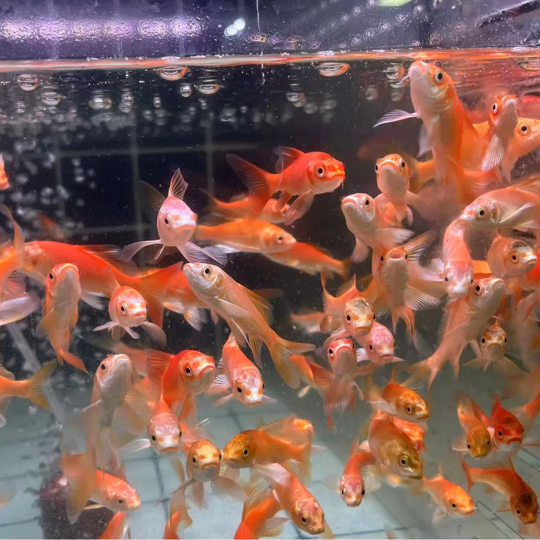 【台湾红色纯种】普身高端红蝴蝶观赏鱼活体鱼苗