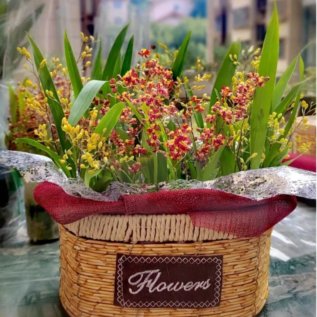 多芬名仕·梦香兰小盆栽颜色随机