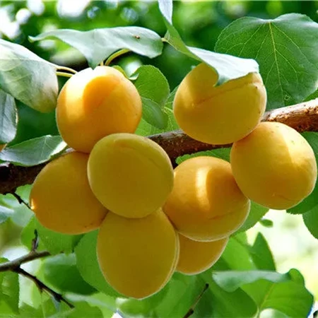 农家自产新疆小白杏 全国航空包邮，顺丰包邮，现摘现发