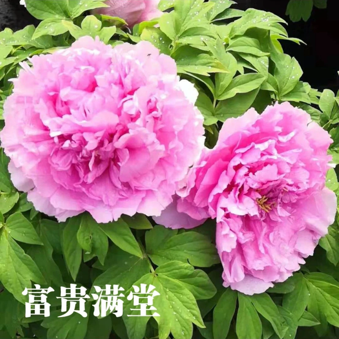 【富贵满堂牡丹】蓝色系盆栽牡丹原盆原土春季开花带盆发货