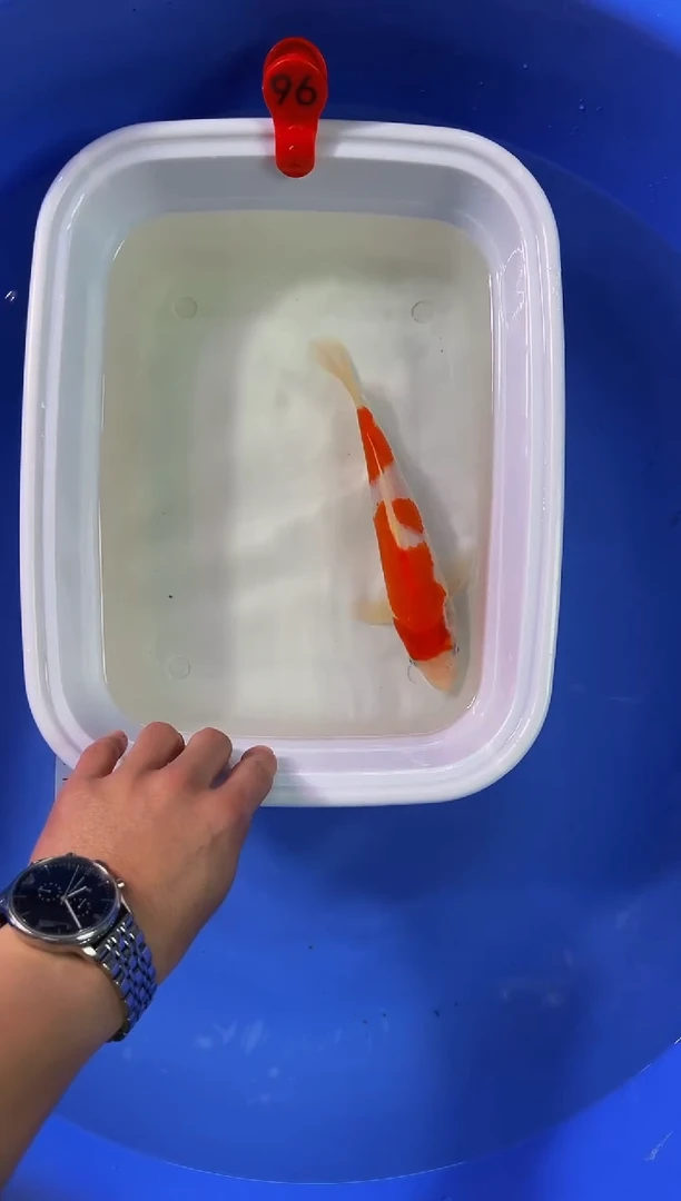 锦鲤活体二号链接