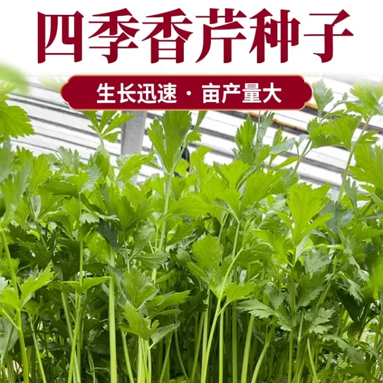 四季小香芹种子大全芹菜苗种籽大全芹菜种子季青菜籽蔬菜种孑农家