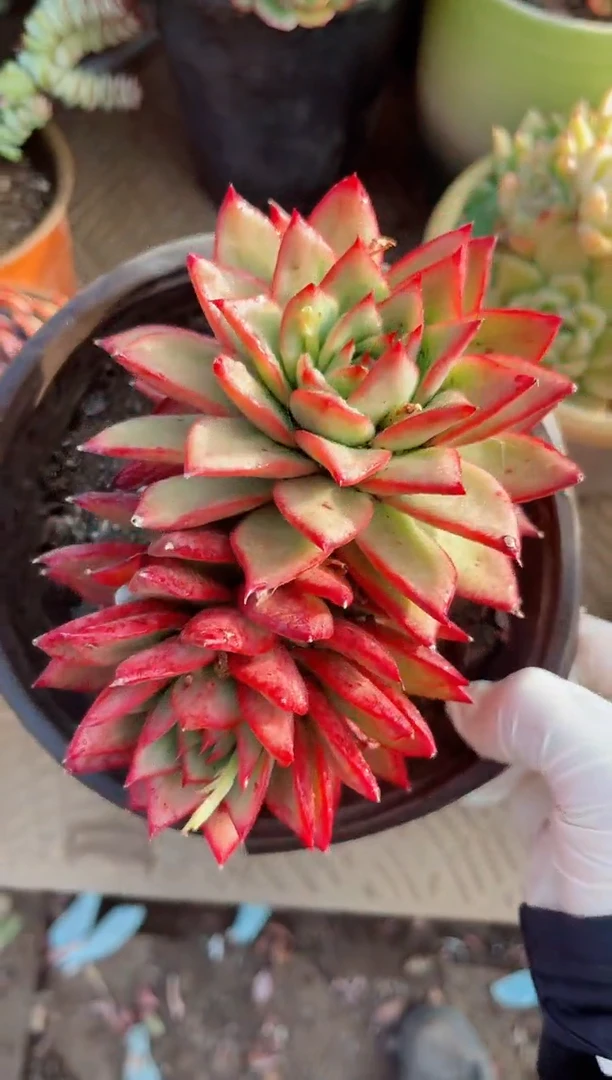 【闪购商品】02313