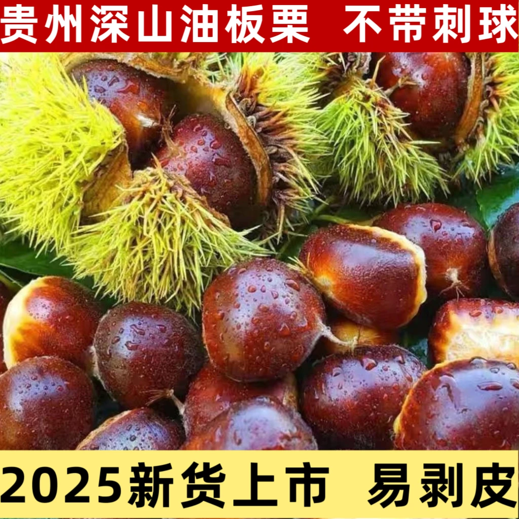 【新货】贵州深山老树新鲜油板栗毛栗子现摘粉面香甜坏果包赔
