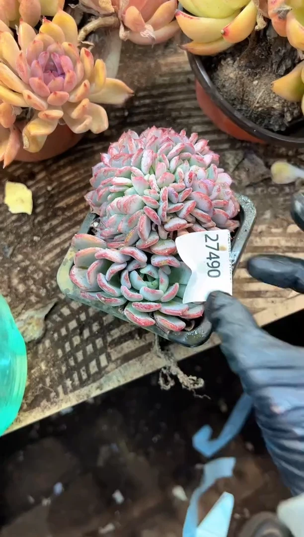 凛*兮多肉植物一物一拍27490