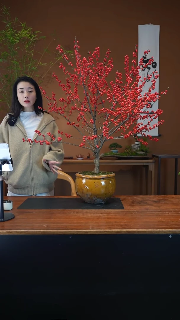 全部花朵冬青盆景盆景盆景