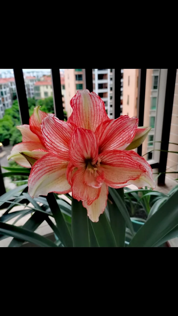 朱顶红倾城之恋5厘米