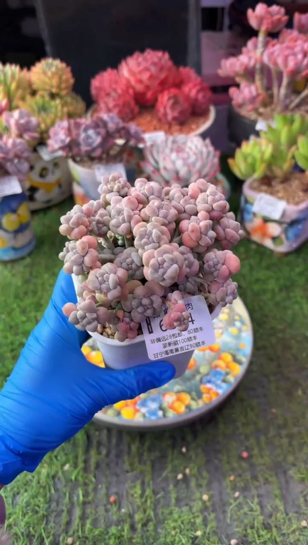 昆明印象多肉6064