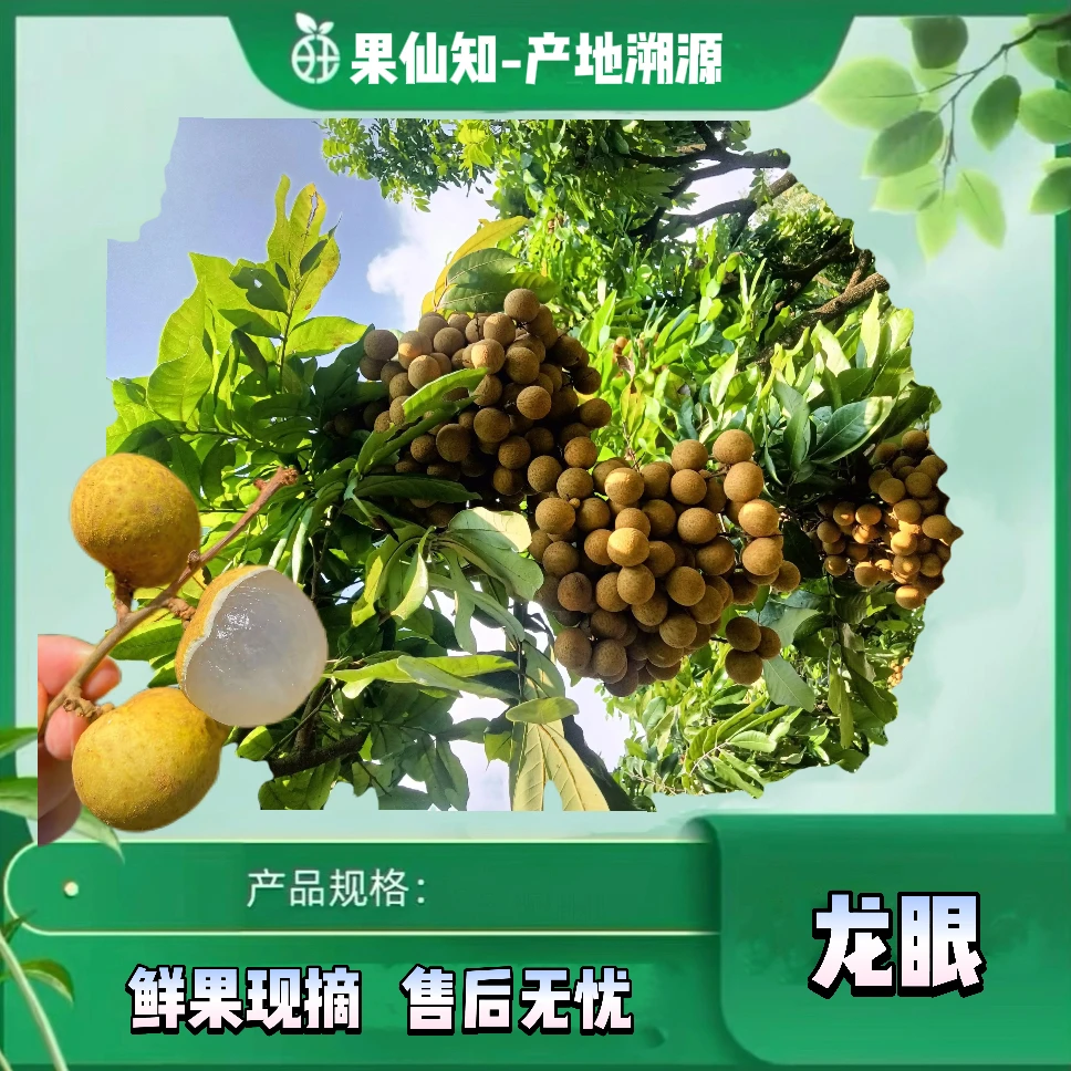 【A级福建】【无药龙眼】3斤皮薄肉厚汁水足【净果去枝】【北京同城包邮】