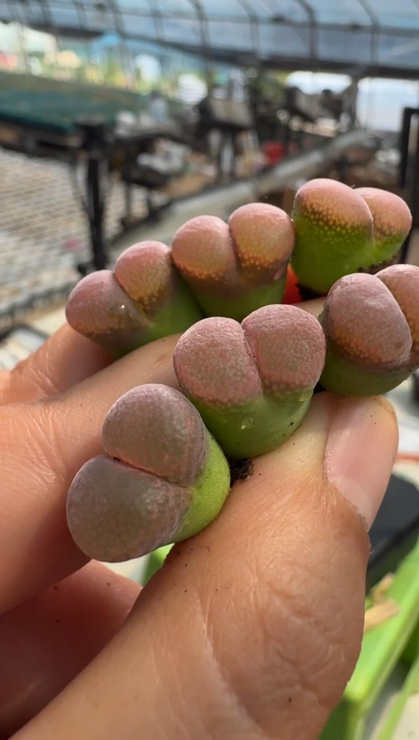 疯狂的多肉石头836黑蝴蝶一颗