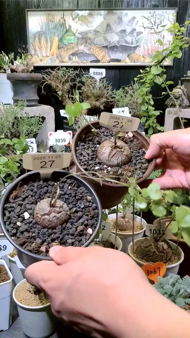 27号1124福利南非龟甲龙买一送一