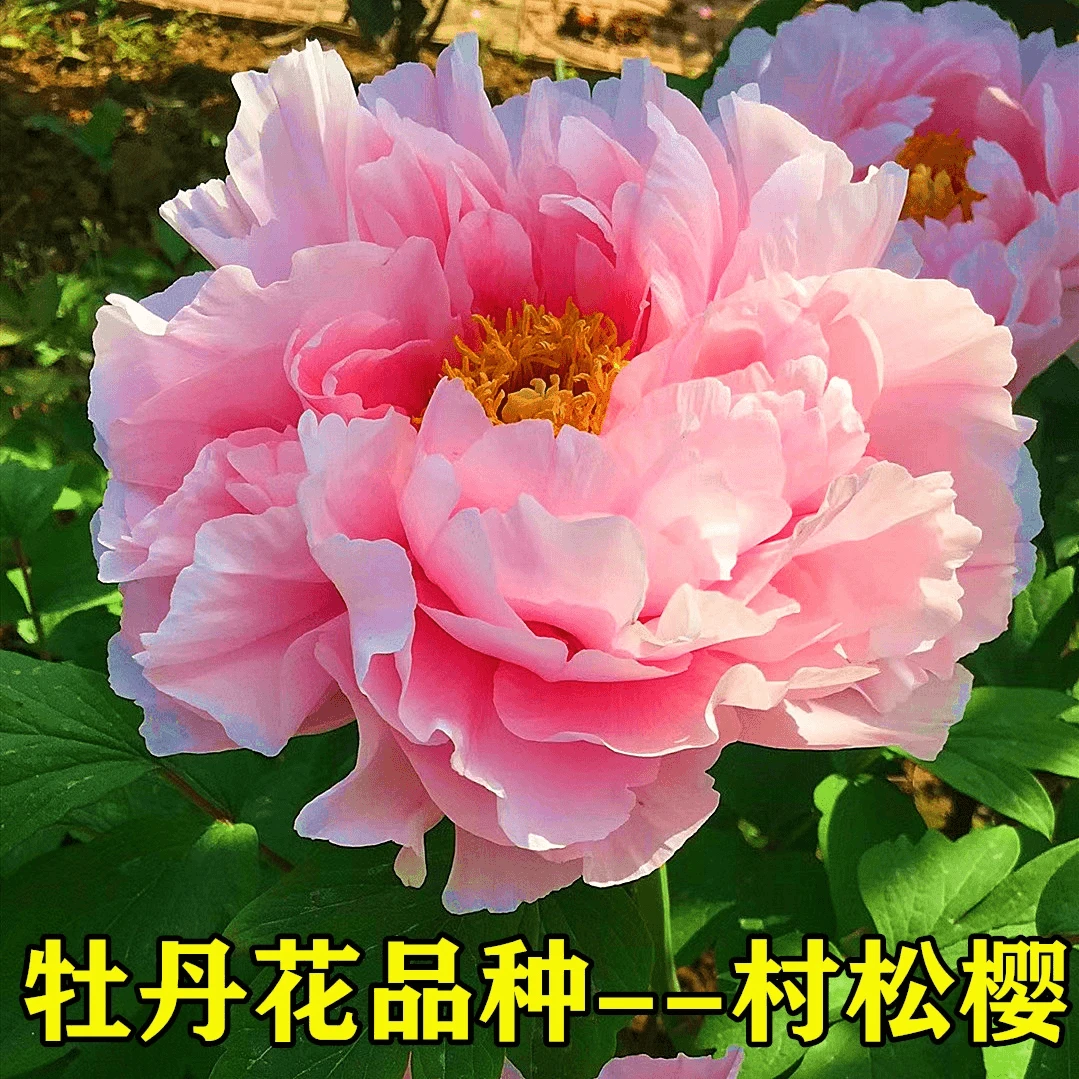 【村松樱】正宗洛阳重瓣牡丹花苗北方耐寒盆栽地栽室内庭院花卉牡丹