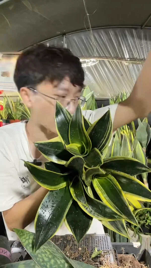 黑金丝虎皮兰裸根3棵12.8
